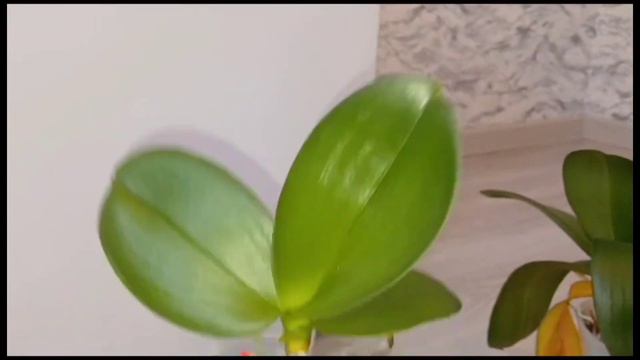 Как отделить детку орхидеи с цветоноса.#орхидея#какразмножитьорхидеи#деткаорхидеи #цветоно смотреть онлайн