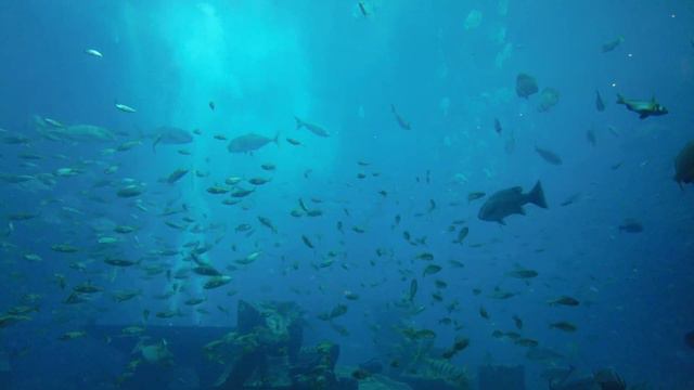 Atlantis The Palm, The Lost Chambers Aquarium, Dubai| 4K смотреть онлайн