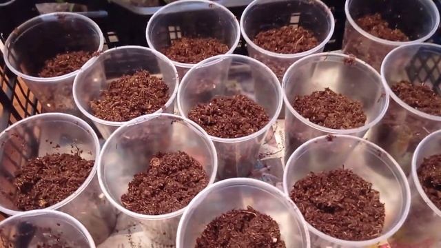 Гвоздика вегетативная, черенкую черенки. 16.02.22 смотреть онлайн