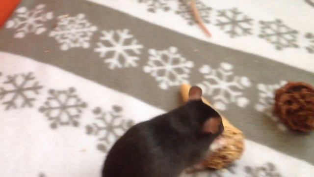 Крысиный Выбор🐭 смотреть онлайн
