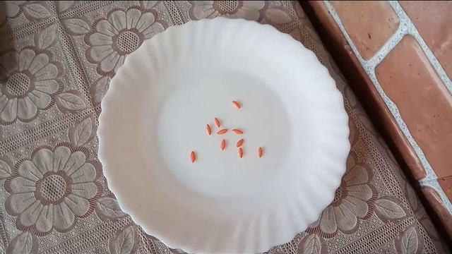 Посев огурцов_Гибрид Луховицкий f1_Обзор и характеристики смотреть онлайн