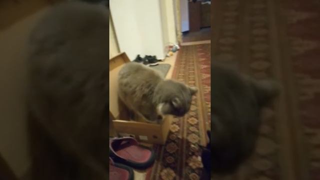 cool coy deals with the box смотреть онлайн