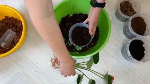 Как пересадить антуриум, выбираем грунт для антуриума правильно