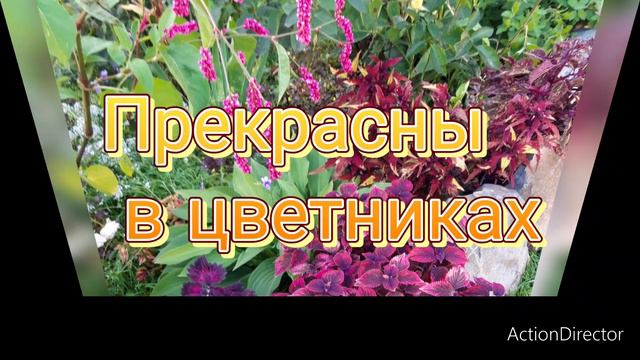 Колеусы опасны😱🍂🌱( Coleus)