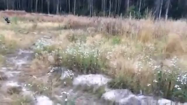 #собака #dog #канекорсо #канекорсоитальяно смотреть онлайн
