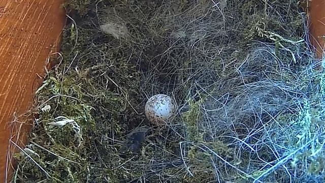 У НАС РОДИЛИСЬ МАЛЕНЬКИЕ ПТИЧКИ И ПОДВЕРГЛИСЬ АТАКЕ ХИЩНИКА! смотреть онлайн