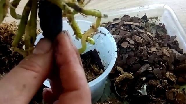 Посадка орхидеи от Мики P.I-Hsin Sport Leopard “Peloric"
В размере 2-2.5 смотреть онлайн