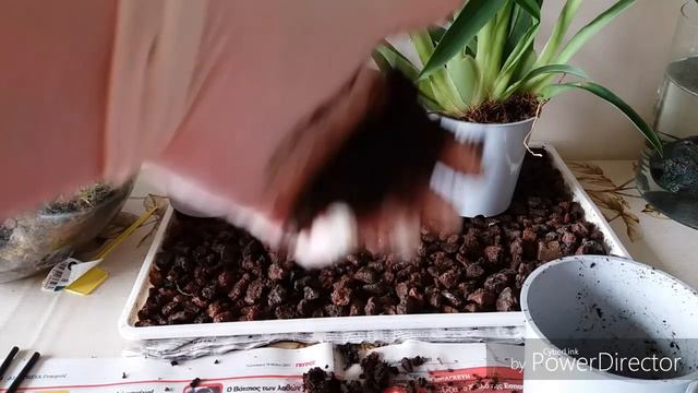 Орхидея Мильтониопсис(Miltoniopsis).Пересадка. смотреть онлайн