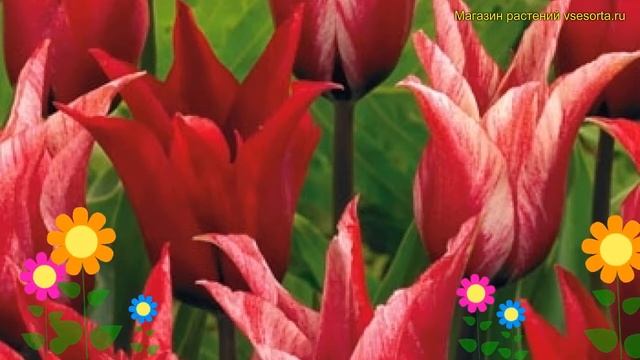 Тюльпан лилиецветный Лили Чик. Краткий обзор, описание характеристик, где купить луковицы Lily Chic