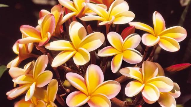 TRIO KIKIRIRI : " le Tamuré " смотреть онлайн