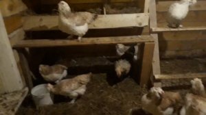 Куры. Фавероль. Золотые яйца.