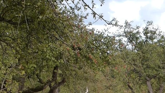 Zoom Test Panasonic dmc fz 48 (full HD) смотреть онлайн