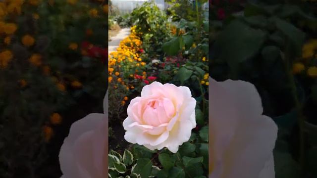Роза Шарифа Асма. Английская роза Дэвида Остина. смотреть онлайн