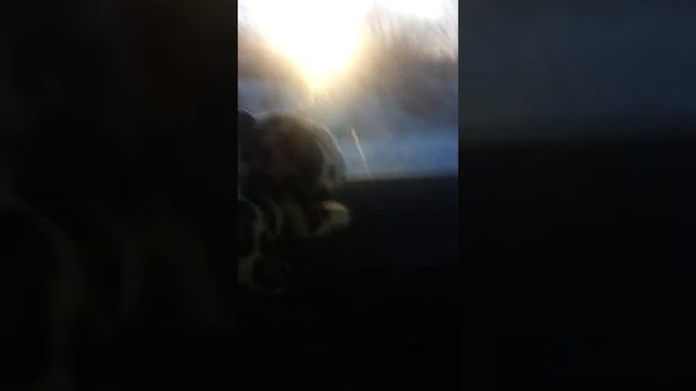 Едим на природу с Изюмчиком смотреть онлайн