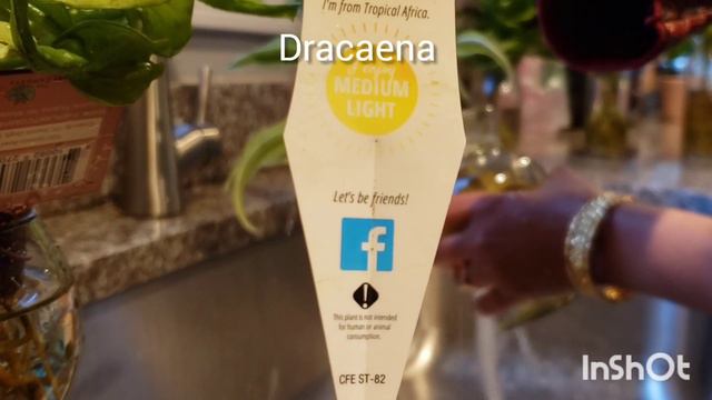 ⚱hydroponics🏺 for 🎋 dracaena and 💚syngonium смотреть онлайн