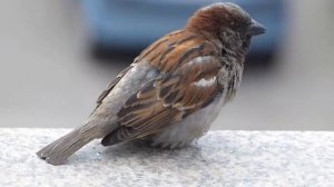 ПЕСЕНКА чирик-чик-чик ВОРОБЕЙ