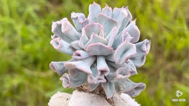 Echeveria ‘Pig Nose’ (Trumpet) смотреть онлайн