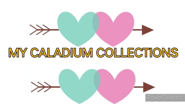 CALADIUM CARETIPS/ELEPHANT EARS/HEART OF JESUS/CALADIUM FERTILIZER/GABI-GABI/CALADIUM VARIETIES смотреть онлайн