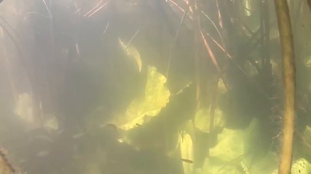 Водные растения в природе Телорез, Роголистник, Уруть, Нимфея, Кубышка, Валлиснерия, Водокрас, Турч смотреть онлайн