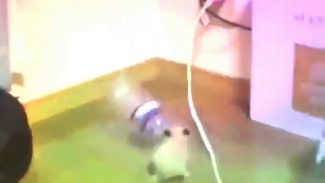 Забавные животные. Подборка видео #14 смотреть онлайн