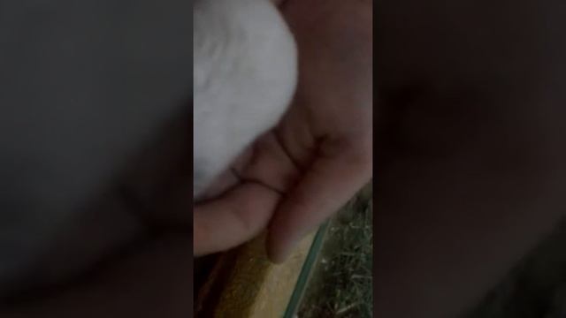 Заселяем хомяка😀😊😄 смотреть онлайн