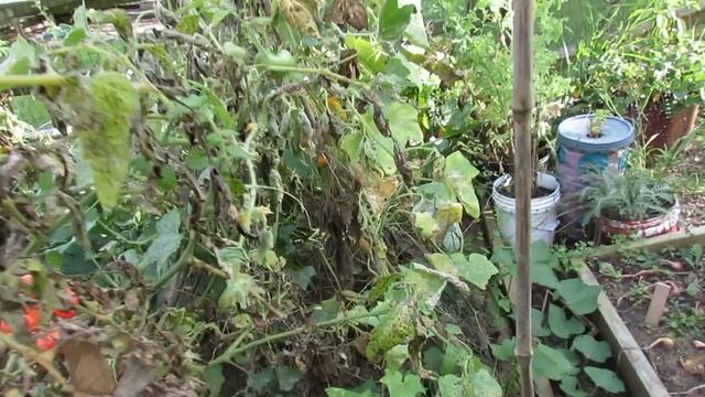 Identifying Tomato Leaf Spot and Early Blight - TRG 2014 смотреть онлайн