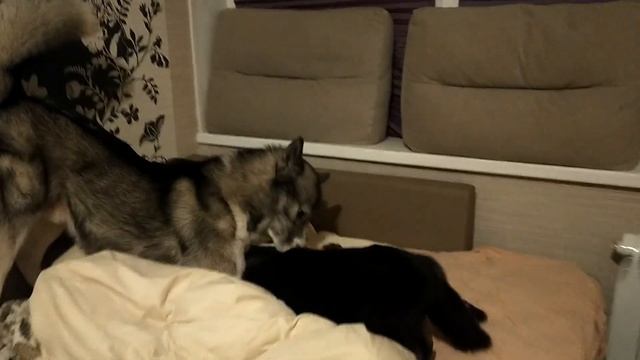 Игры с Фан Фаном смотреть онлайн