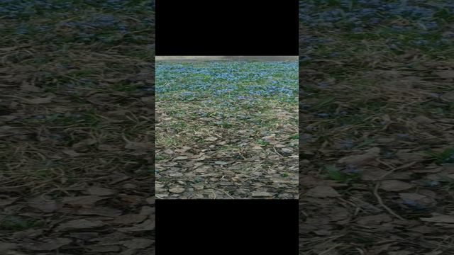 Весна в Воронеже. смотреть онлайн