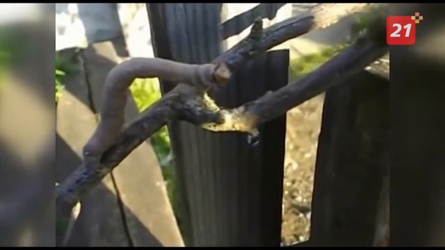 Феномены северной природы смотреть онлайн