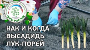 Как сажать лук-порей в открытый грунт. Выращивание  лука-порея.