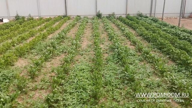 Картофель САРПО МИРА особенности выращивания, как растёт в июне. Наше скромное картофельное поле смотреть онлайн