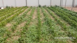 Картофель САРПО МИРА особенности выращивания, как растёт в июне. Наше скромное картофельное поле