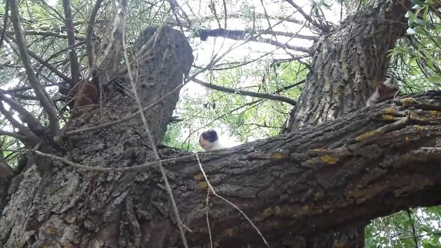 пискунья вислоухая смотреть онлайн