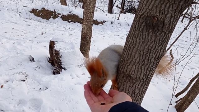 Белки Казань смотреть онлайн