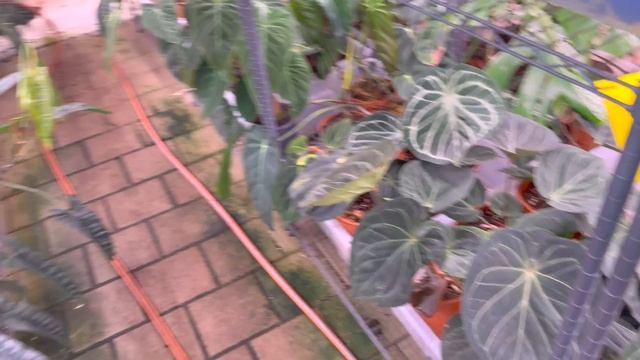 Vom Bauernhof zur Pflanzenmetropole Europas | Die Gewächshäuser von Harmony Plants смотреть онлайн