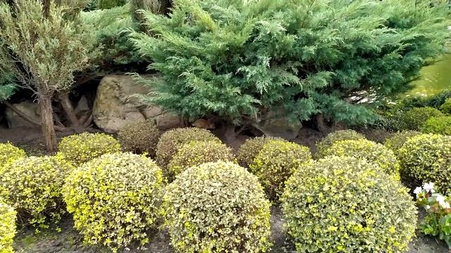 Кролики в Межигорье смотреть онлайн