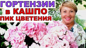 Гортензии в июле. Как Принцессы. Как добиваюсь  пышного цветения гортензий в кашпо