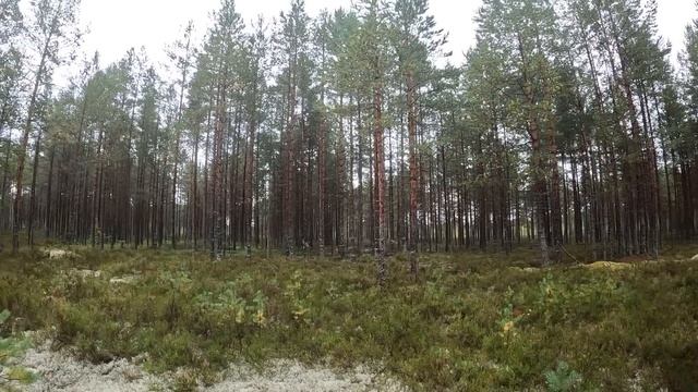 БОРОВИКИ ПОШЛИ! СОСНОВЫЕ БЕЛЫЕ ГРИБЫ В ПРЕКРАСНОМ БОРУ | ГРИБНИКИ СЧАСТЛИВЫ смотреть онлайн