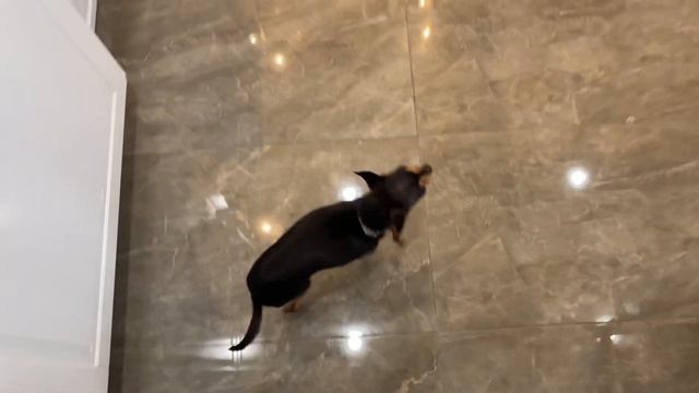 Русскому той терьеру с неба упал шоколадный пудинг смотреть онлайн