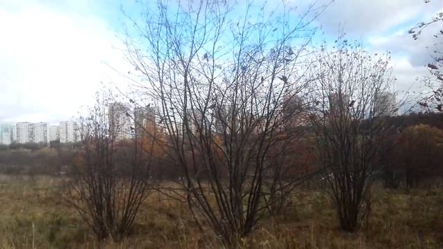 Дрозды на рябине смотреть онлайн