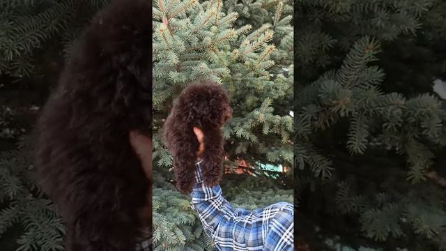 той пудель мальчик 89509245353