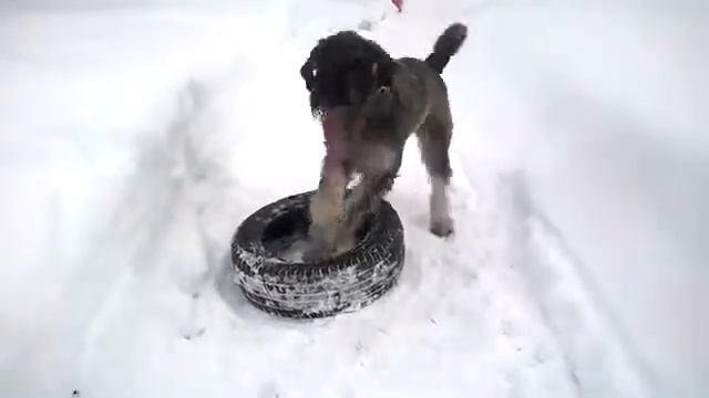 Юта и "колечко"))) смотреть онлайн