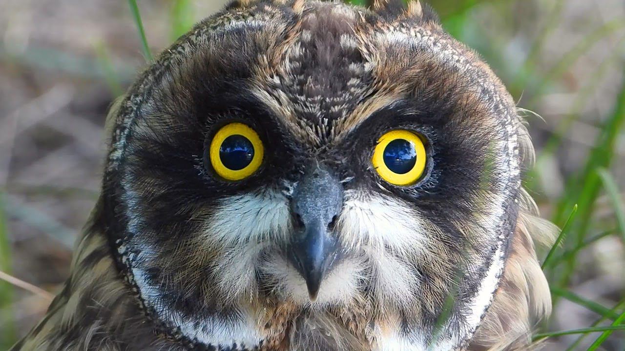 Очень милые совята Болотной совы/ Really cute grown up Short-eared babies owls смотреть онлайн