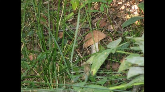 в лес за грибами! цветы на даче у друзей))) фото в лесу!!! смотреть онлайн