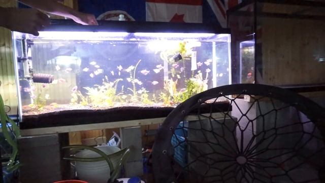 100 GlowFish Update! смотреть онлайн