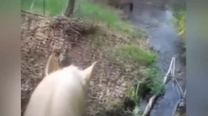 УЖАСАЮЩИЕ СУЩЕСТВА СНЯТЫЕ НА КАМЕРУ [МИСТИКА].mp4