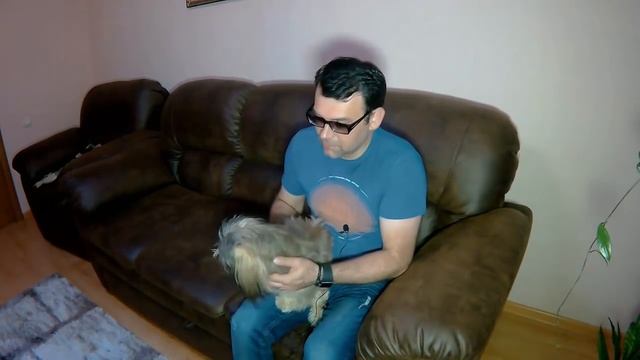 Стрижка Ши-тцу "ДО и ПОСЛЕ" смотреть онлайн