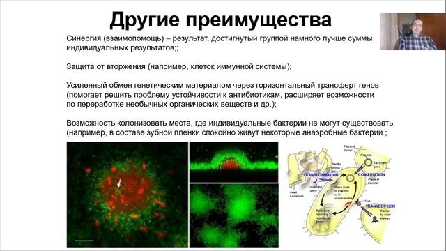 Лекция 7. Биофильмы.