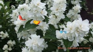 Жасмин садовый Зоя Космодемьянская ? обзор: как сажать, саженцы жасмина Зоя Космодемьянская