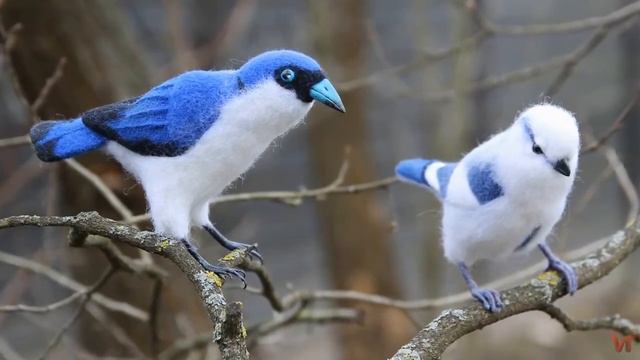 Голубая ванга (Blue vanga) смотреть онлайн